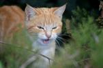Chat domestique, Chat haret Felis catus Linnaeus, 1758
