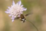  Bombylius cruciatus Fabricius, 1798