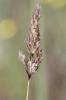 Canne d'Italie Tripidium ravennae (L.) H.Scholz, 2006