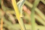 Canne d'Italie Tripidium ravennae (L.) H.Scholz, 2006