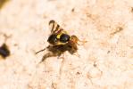  Rhagoletis cerasi (Linnaeus, 1758)