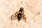  Rhagoletis cerasi (Linnaeus, 1758)