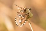  Codophila varia (Fabricius, 1787)