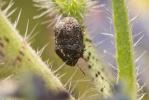  Psacasta tuberculata (Fabricius, 1781)