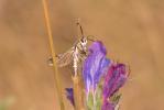 Sésie hispanique Pyropteron hispanicum (Kallies, 1999)