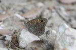 Mégère (La), Satyre (Le) Lasiommata megera (Linnaeus, 1767)