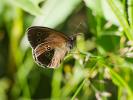 Tristan (Le) Aphantopus hyperantus (Linnaeus, 1758)