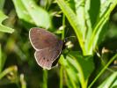Tristan (Le) Aphantopus hyperantus (Linnaeus, 1758)