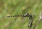 Cordulégastre annelé (Le) Cordulegaster boltonii (Donovan, 1807)