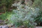 Rosier des Vosges, Rosier glauque Rosa ferruginea Vill., 1779