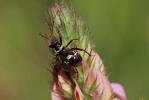  Hadrodemus m-flavum (Goeze, 1778)
