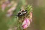  Hadrodemus m-flavum (Goeze, 1778)