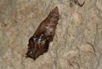Tabac d'Espagne (Le), Nacré vert (Le), Barre argen Argynnis paphia (Linnaeus, 1758)