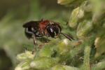  Harpactus formosus (Jurine, 1807)