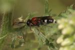  Harpactus formosus (Jurine, 1807)