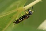  Philanthus Fabricius, 1790