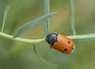  Cryptocephalus sexmaculatus Olivier, 1791