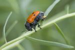  Cryptocephalus sexmaculatus Olivier, 1791
