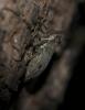 Isside commun Issus coleoptratus (Fabricius, 1781)