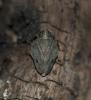 Isside commun Issus coleoptratus (Fabricius, 1781)