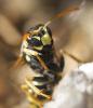 Guêpe poliste Polistes dominula (Christ, 1791)