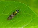  Chloromyia formosa (Scopoli, 1763)