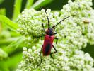 Purpuricenus kaehleri (Linnaeus, 1758)