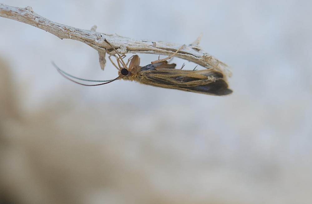 Chimarra marginata (Linnaeus, 1767)