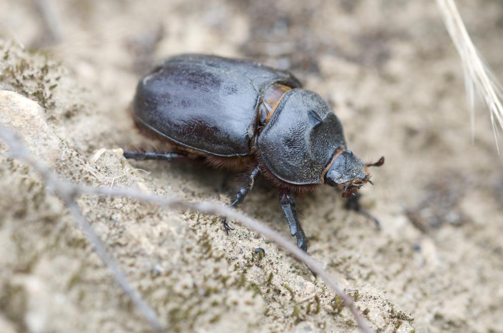 Scarabée rhinocéros européen, Rhinocéros Oryctes nasicornis (Linnaeus, 1758)