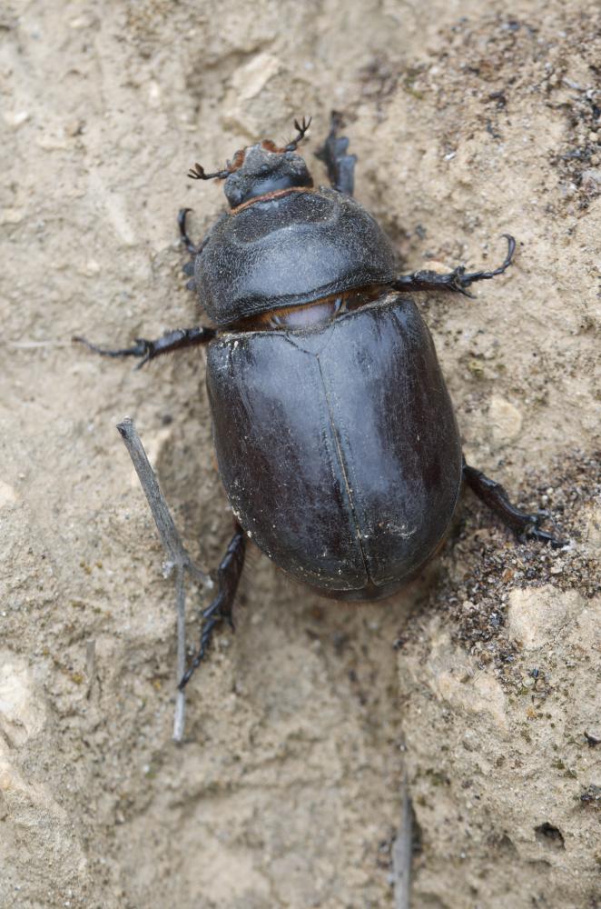 Scarabée rhinocéros européen, Rhinocéros Oryctes nasicornis (Linnaeus, 1758)