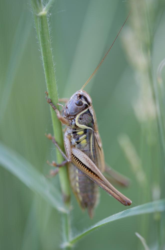  Roeseliana roeselii (Hagenbach, 1822)