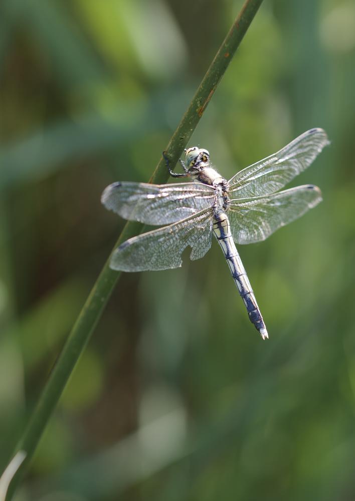 Orthétrum à stylets blancs (L') Orthetrum albistylum (Selys, 1848)