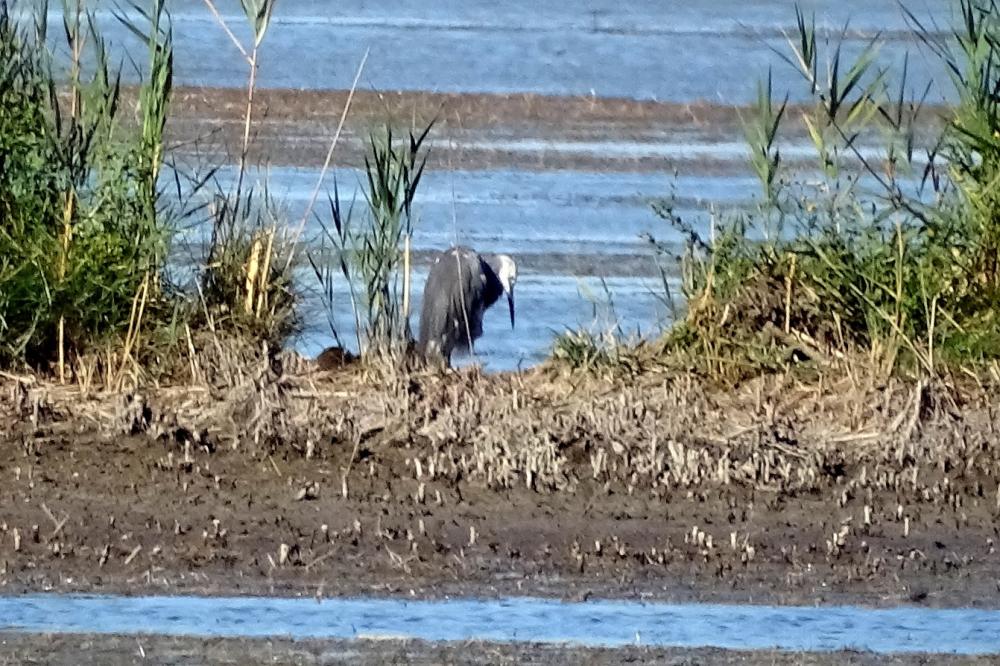 Aigrette garzette Egretta garzetta (Linnaeus, 1766)
