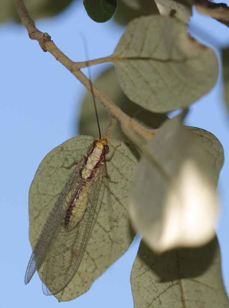  Italochrysa italica (Rossi, 1790)