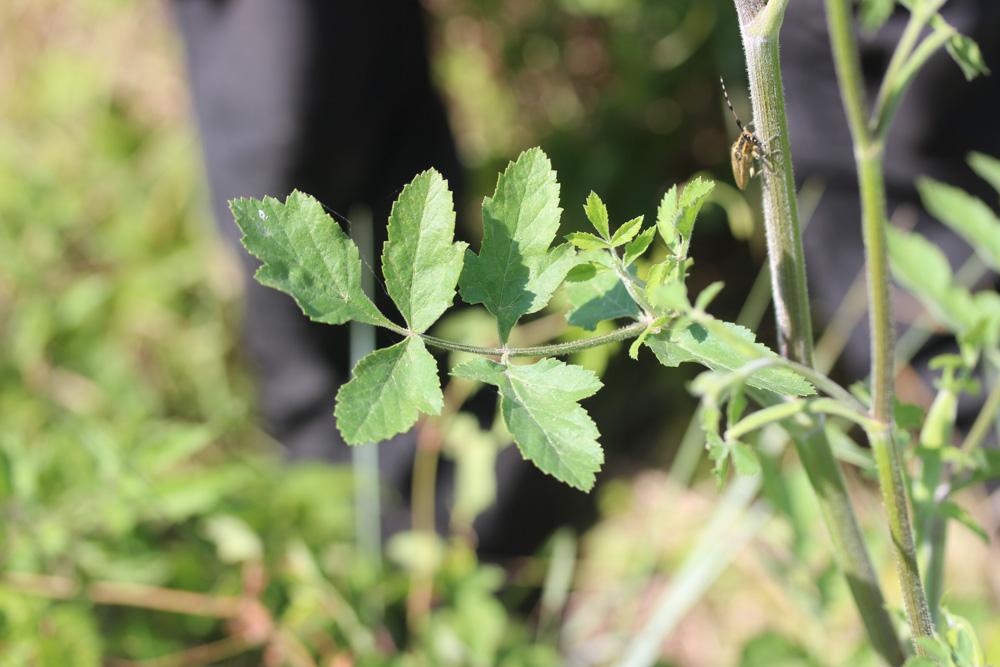 Panais brûlant Pastinaca sativa subsp. urens (Req. ex Godr.) Celak., 1875