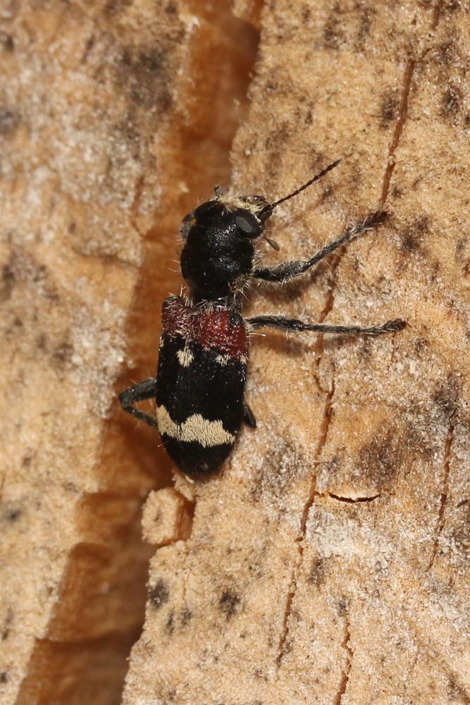 Clairon mutile Clerus mutillarius Fabricius, 1775