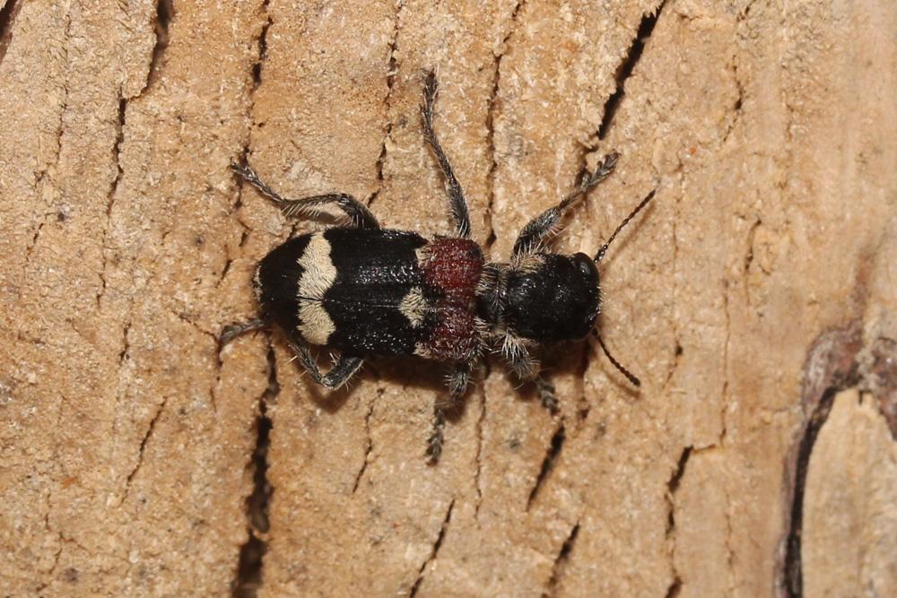 Clairon mutile Clerus mutillarius Fabricius, 1775