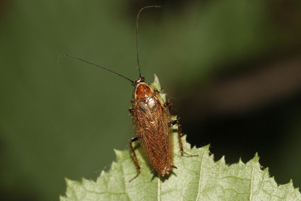 Blatte jaune Ectobius lapponicus (Linnaeus, 1758)