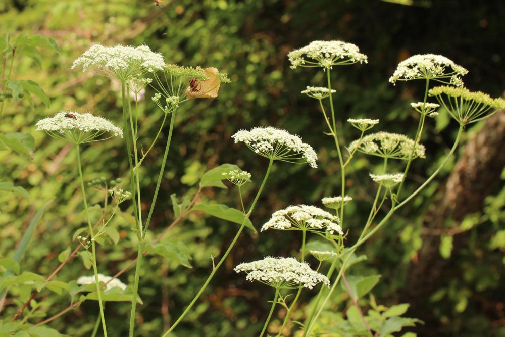 Grand boucage Pimpinella major (L.) Huds., 1762