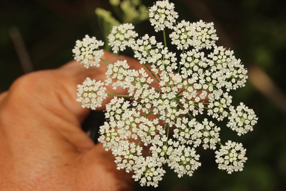 Grand boucage Pimpinella major (L.) Huds., 1762