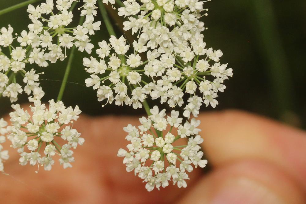 Grand boucage Pimpinella major (L.) Huds., 1762