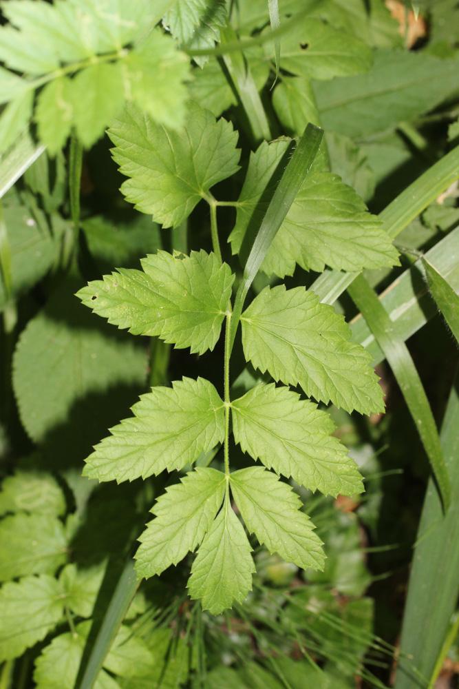 Grand boucage Pimpinella major (L.) Huds., 1762
