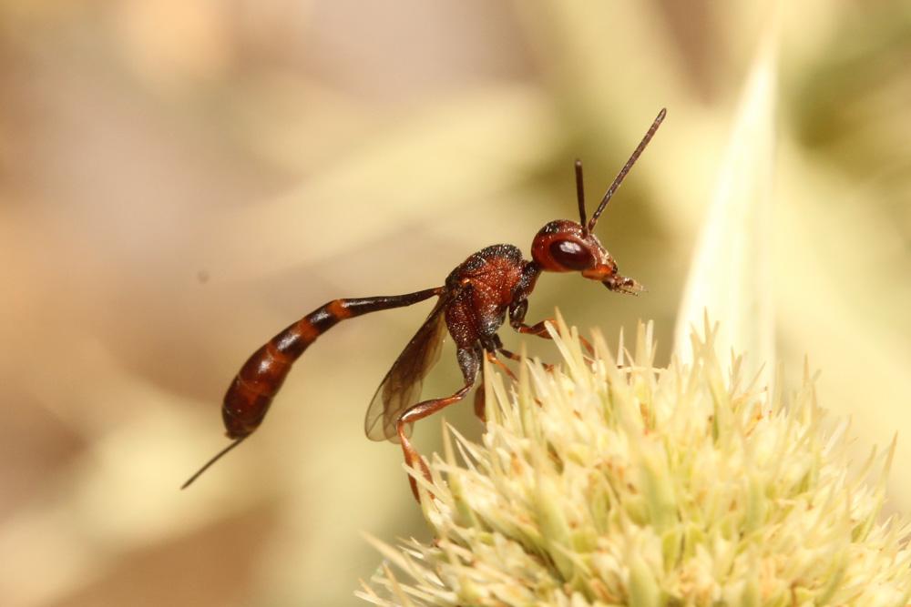  Gasteruption hastator (Fabricius, 1804)