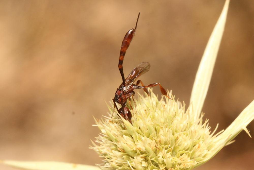 Gasteruption hastator (Fabricius, 1804)