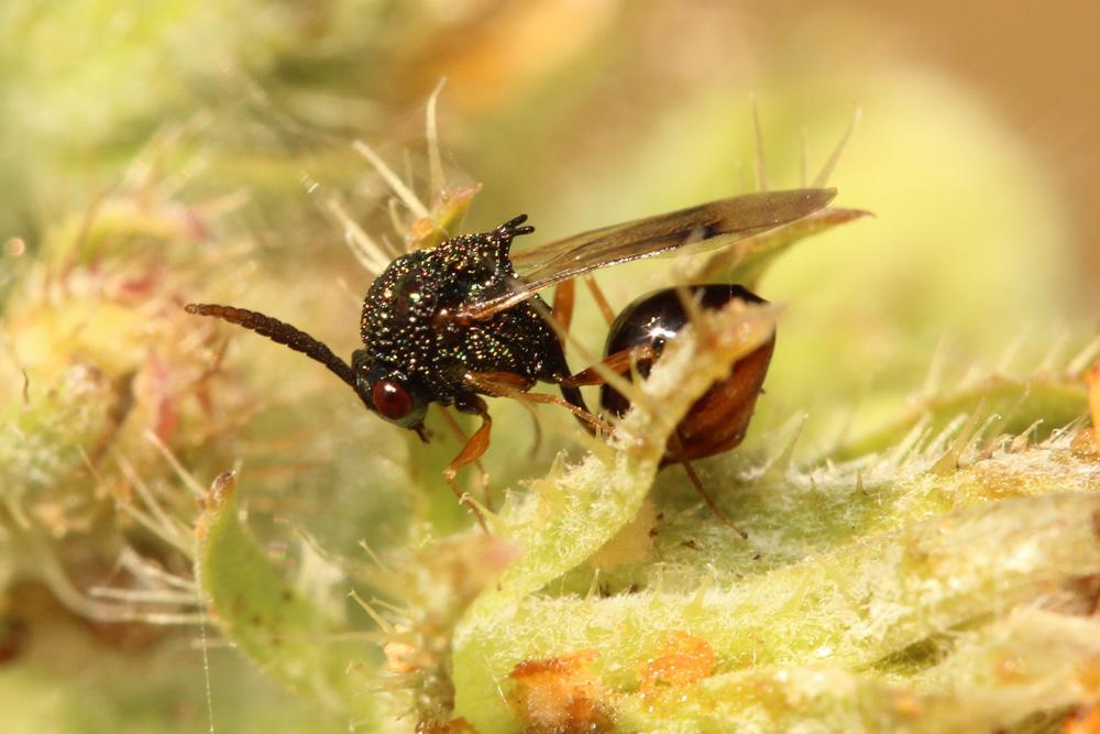 Stilbula cyniformis (Rossi, 1792)