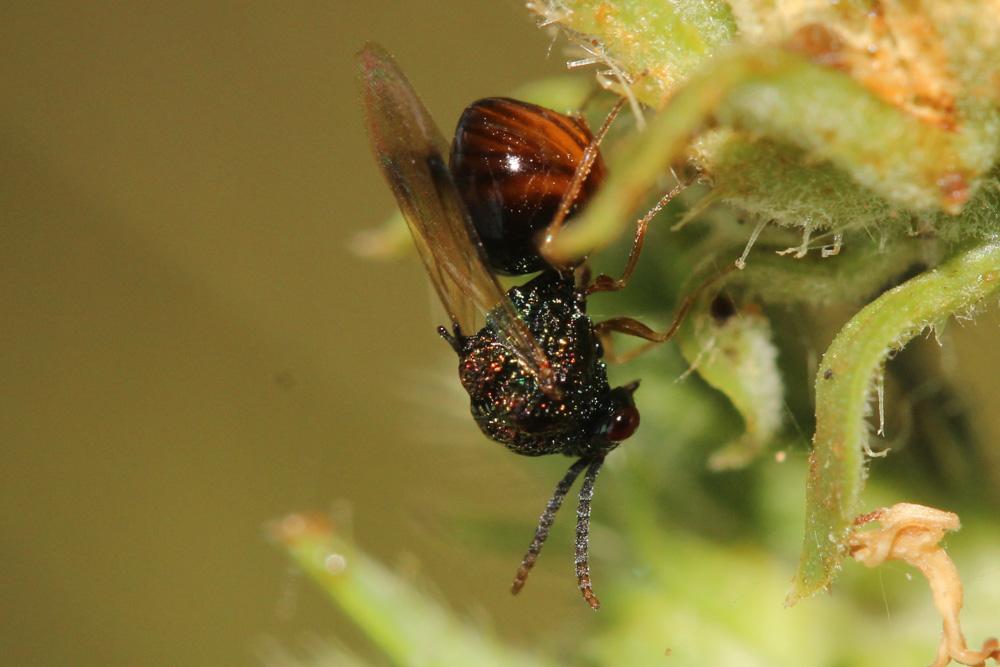 Stilbula cyniformis (Rossi, 1792)