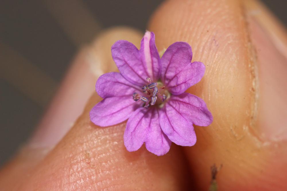 Géranium des Pyrénées Geranium pyrenaicum Burm.f., 1759