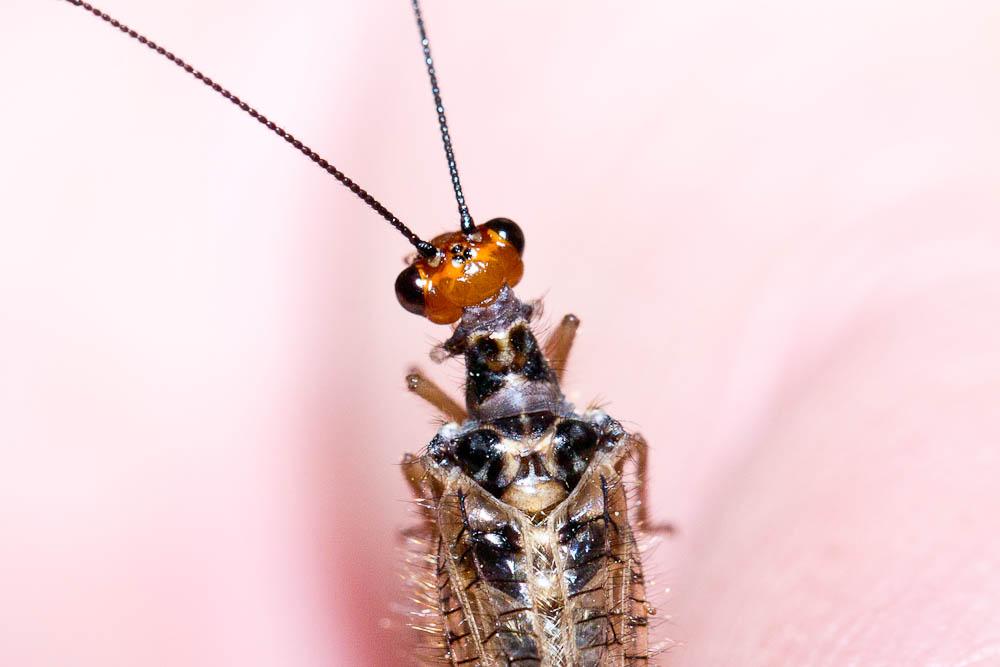  Nothochrysa fulviceps (Stephens, 1836)