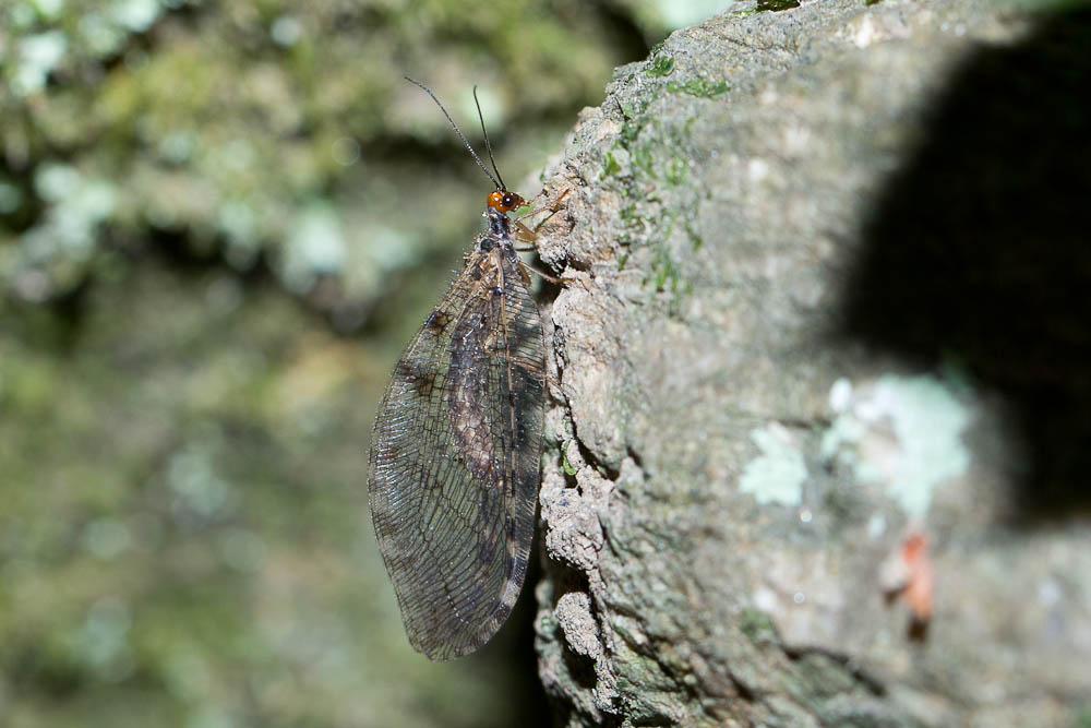 Nothochrysa fulviceps (Stephens, 1836)