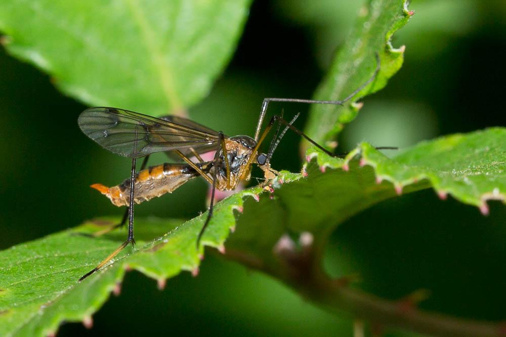 Ptychoptera albimana (Fabricius, 1787)